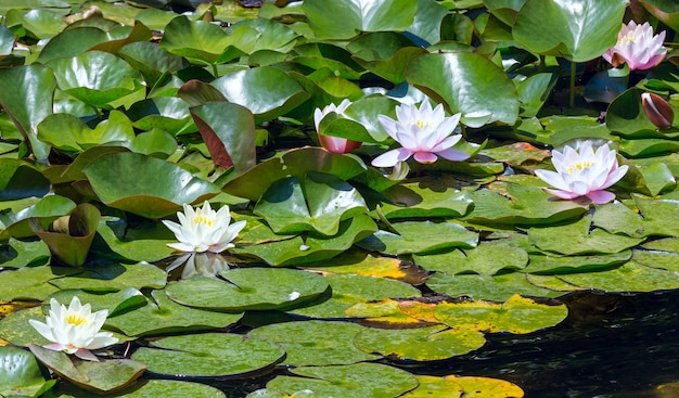 Bloesem roze waterlelie in park.