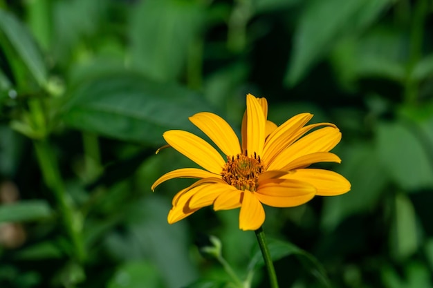 Bloesem valse zonnebloem op een groene achtergrond op een zonnige zomerdag macrofotografie