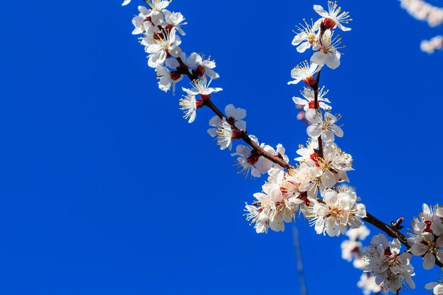 Bloesem van abrikozenboom tegen blauwe hemel