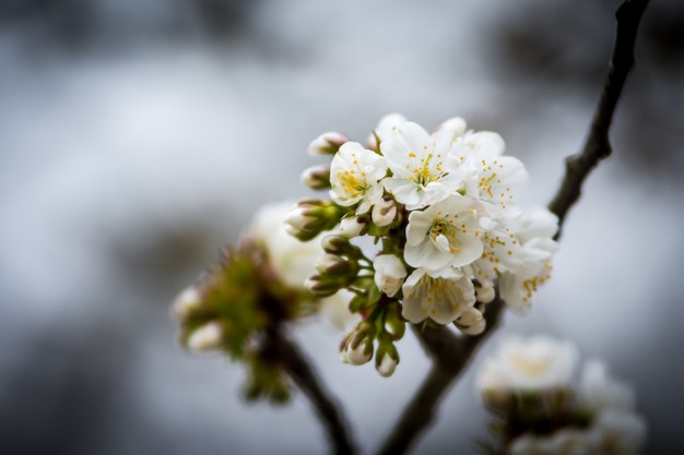 Bloesem van de lente