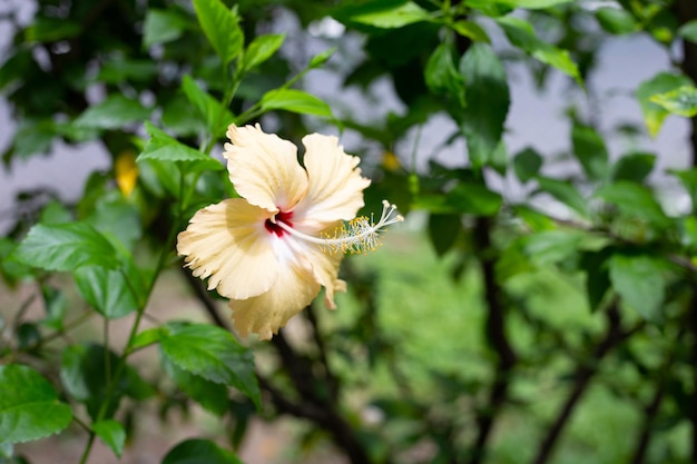 Bloesem van gele hibiscusbloem op boom