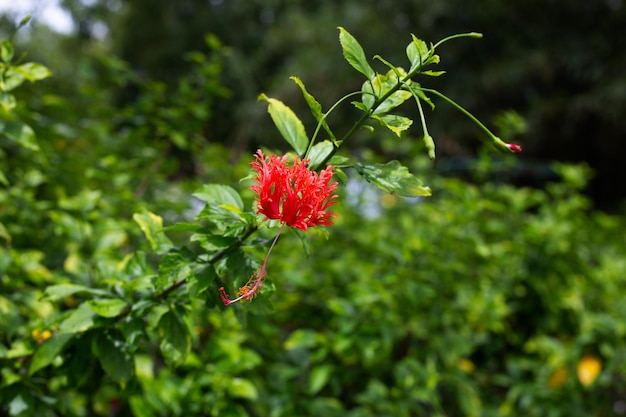 Bloesem van Hibiscus schizopetalus bloem op boom