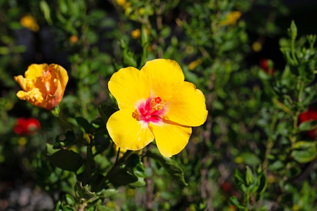 Bloesem van hibiscusbloem op boom