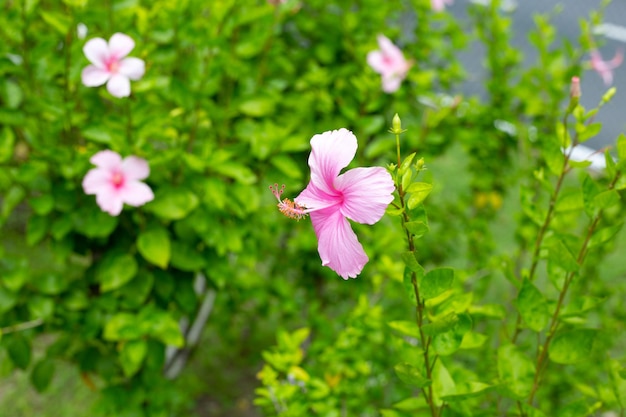 Bloesem van hibiscusbloem op boom