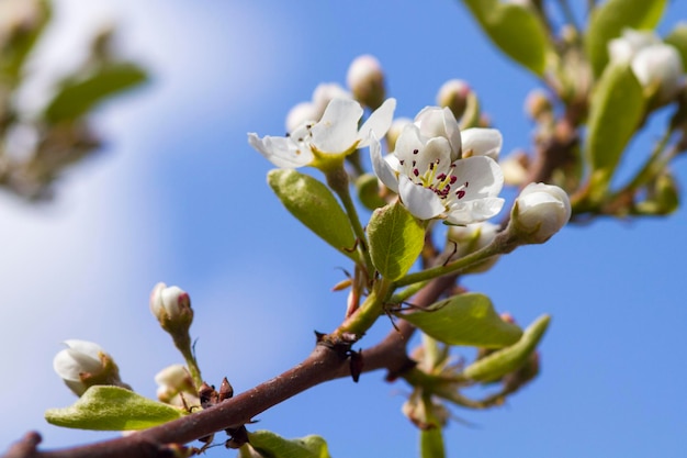 Bloesem van peren