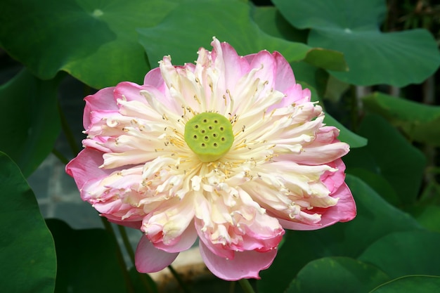 Bloesem van roze koninklijke lotusbloem