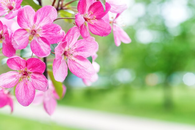 Bloesem van roze sakura bloemen op een lente boomtak in een park. Macro close-up opname