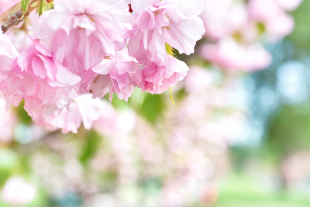 Bloesem van roze sakura bloemen op een lente boomtak. Macro close-up opname