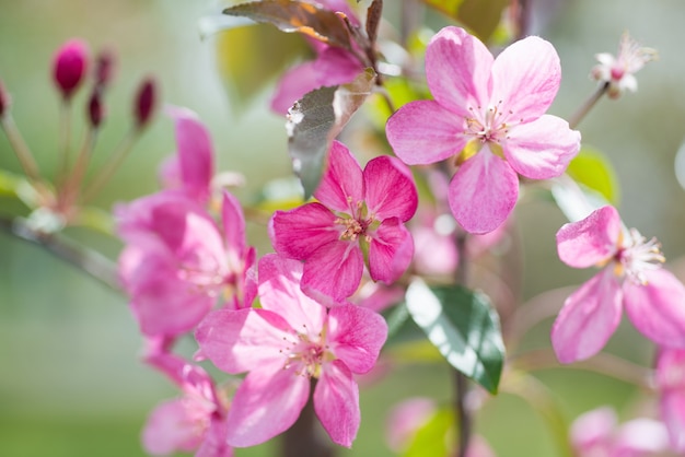 Bloesem van roze sakura bloemen op een tak van de lentekersenboom in een park