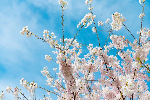 Bloesem van sakura-kersenboom op zonnige blauwe hemel op de lenteachtergrond