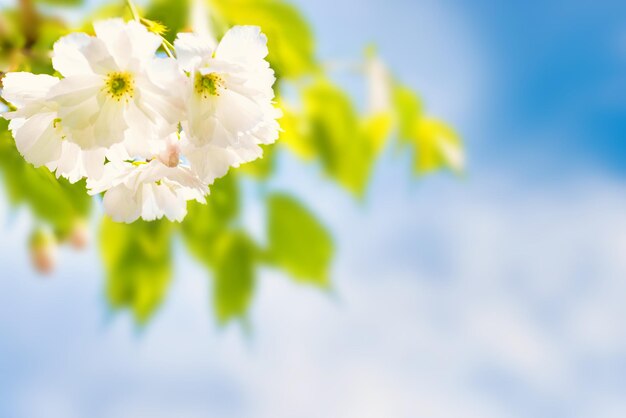 Bloesem van witte sakura-bloemen op een lenteboomtak over blauwe hemel