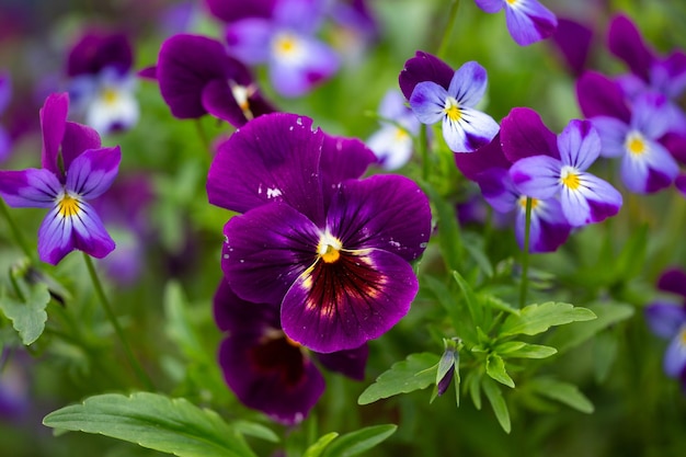 Bloesem violet viooltje bloemen op een groene achtergrond macrofotografie Wildflower met paarse bloemblaadjes