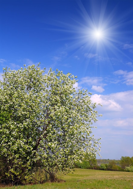 Bloesem vogelkersboom