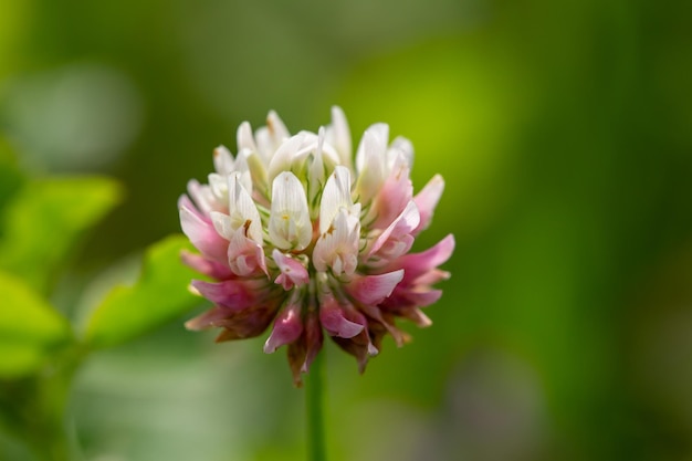 Bloesem wit roze klaver bloem macrofotografie op een groene achtergrond Trefoil bloem close-up