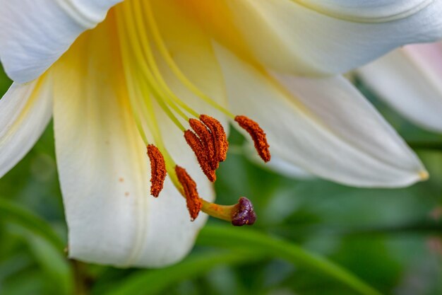 Bloesem witte lelie op een groene achtergrond op een zomerse zonnige dag macrofotografie.