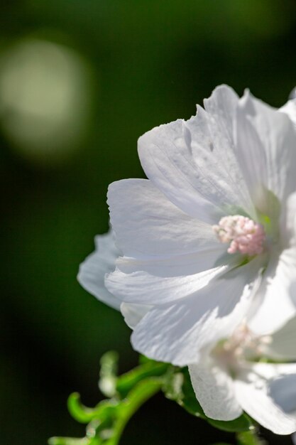 Bloesem witte musk malve bloem op een zomerse zonnige dag macrofotografie