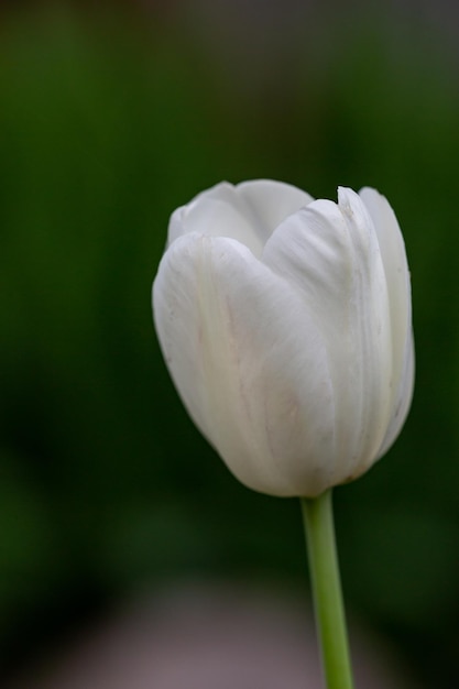 Bloesem witte tulp bloem op een groene achtergrond op een zomerse dag macrofotografie