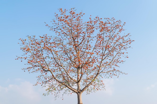 Bloesembloem van Bombax-ceiba-boom of zijdekatoenboom met blauwe hemelachtergrond