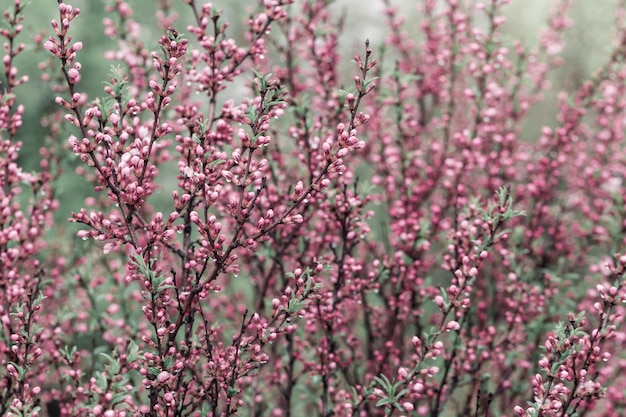 Bloesemboom met kleine roze bloemen en regendruppels over aard.