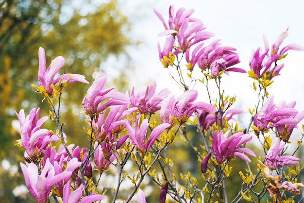 bloesemboom met tak met roze bloemen