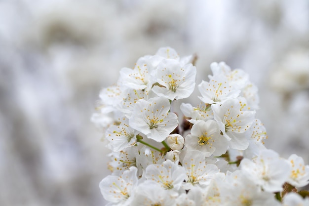 Bloesemboom over aardachtergrond