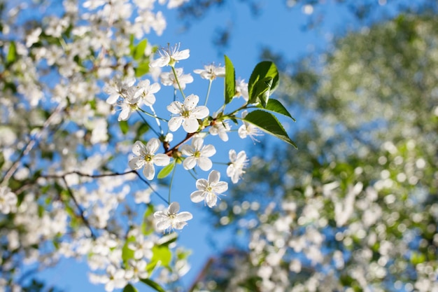 Bloesemboom over natuurachtergrond LentebloemenLenteachtergrond