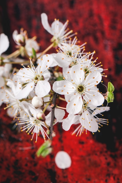 Bloesemtak van kersenboom