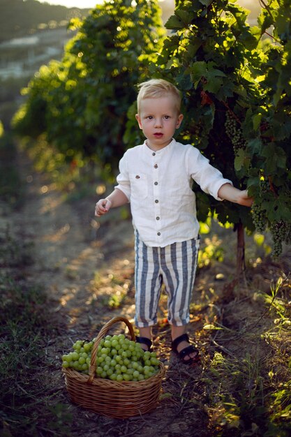 Blond boy child collects it in a basket grapes in a vineyard and eats it