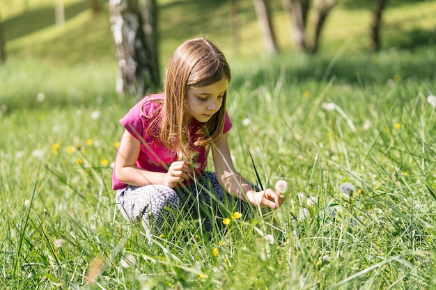 Ragazza bionda a caccia di fiori di dente di leone che soffia seduto sull'erba verde nel campo