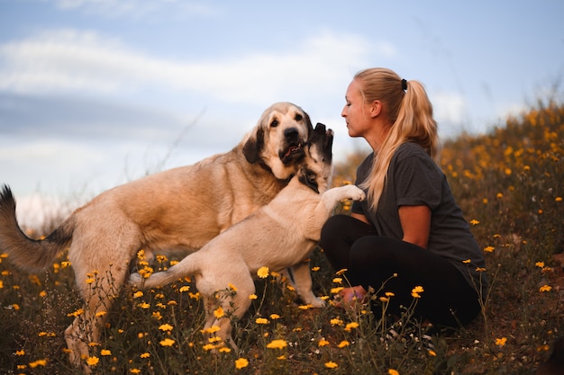 Blonde girl playing with puppy spanish mastiff in a field of yellow flowers