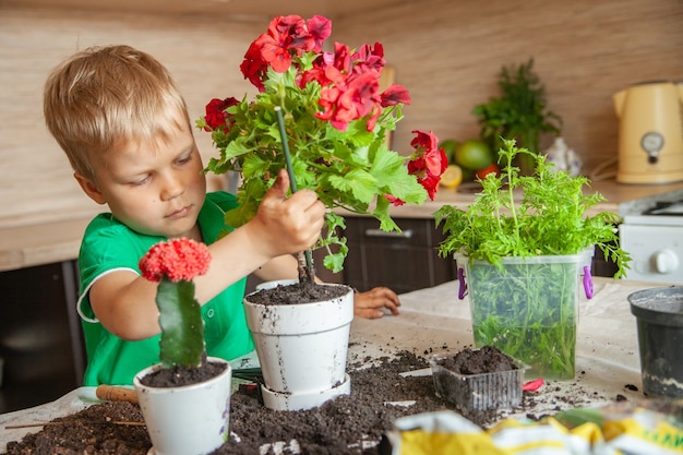 Blonde jongen die grond in pot met bloeiende plant drukt tijdens het tuinieren op vuile tafel in de keuken thuis
