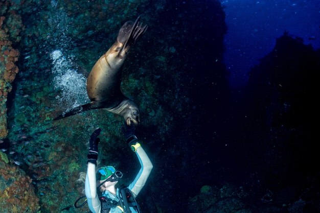 写真 アシカと遊ぶ金髪の女性