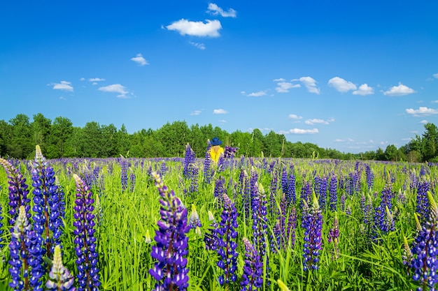 Blonde woman in a yellow dress in lupine field. Summer sunny day. Relaxation, vacation, freedom concept.