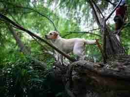 Photo blonder labrador auf einem baum