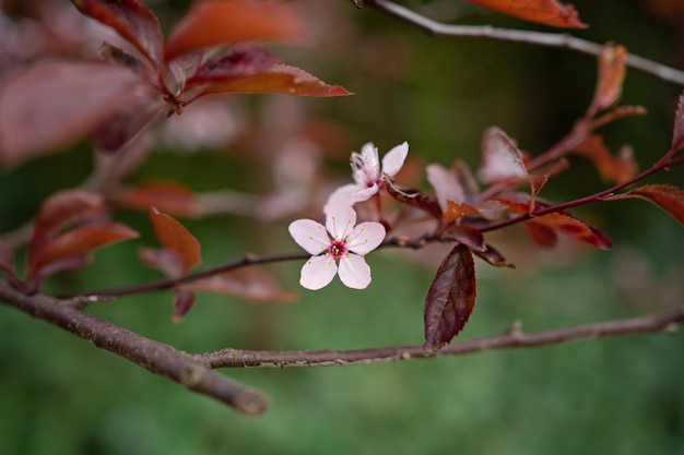 Photo blood plum in full bloom prunus cerasifera redleaved cherry plum