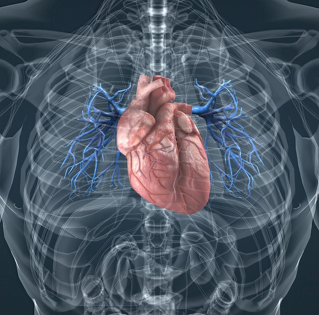 The blood vessels of the pulmonary circulation are the pulmonary arteries and the pulmonary veins