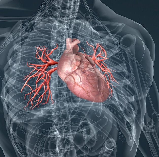 The blood vessels of the pulmonary circulation are the pulmonary arteries and the pulmonary veins