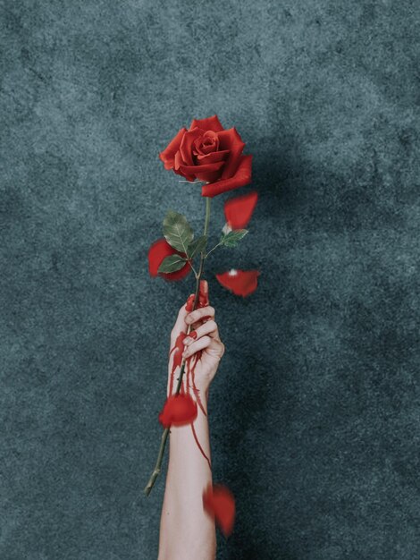 Photo bloody rose in hand