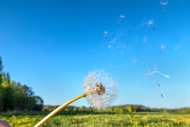 Bloom head dandelion flower with flying seeds in wind on field