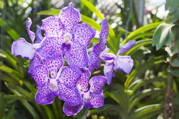 bloom Orchid in garden