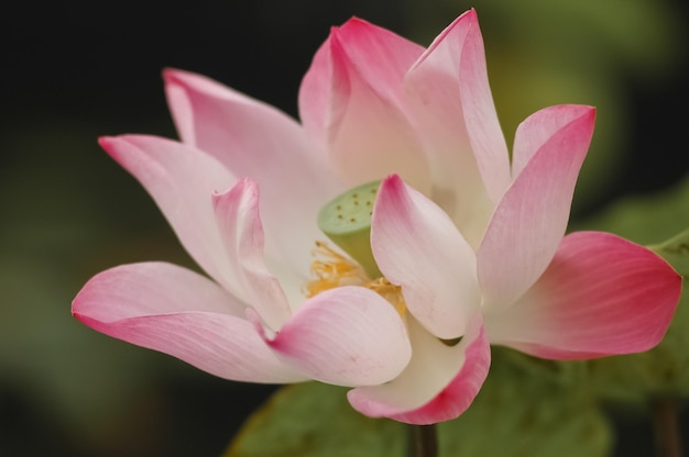 Bloom pink lotus