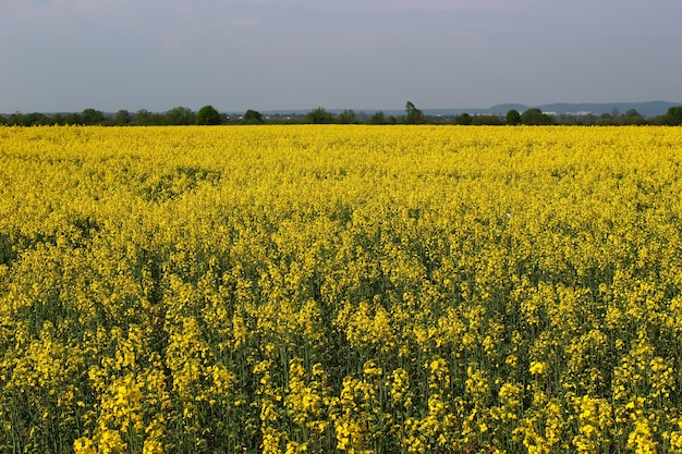 The bloom of rape is yellow