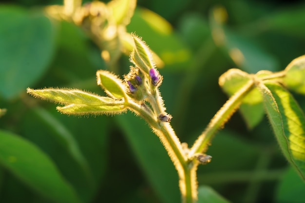 Bloom of soybean plant