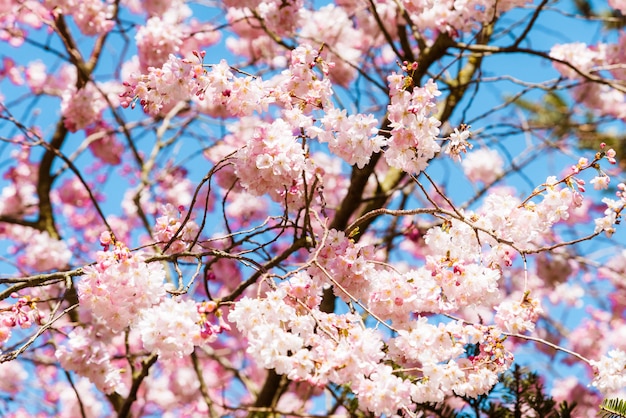 春に咲く、春の花