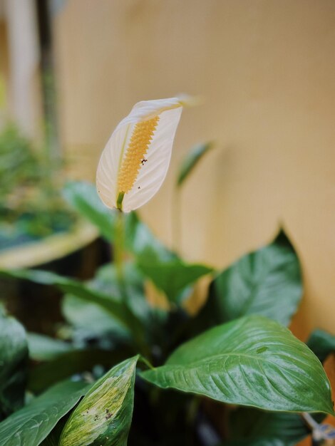 写真 時が来ると 優雅にく