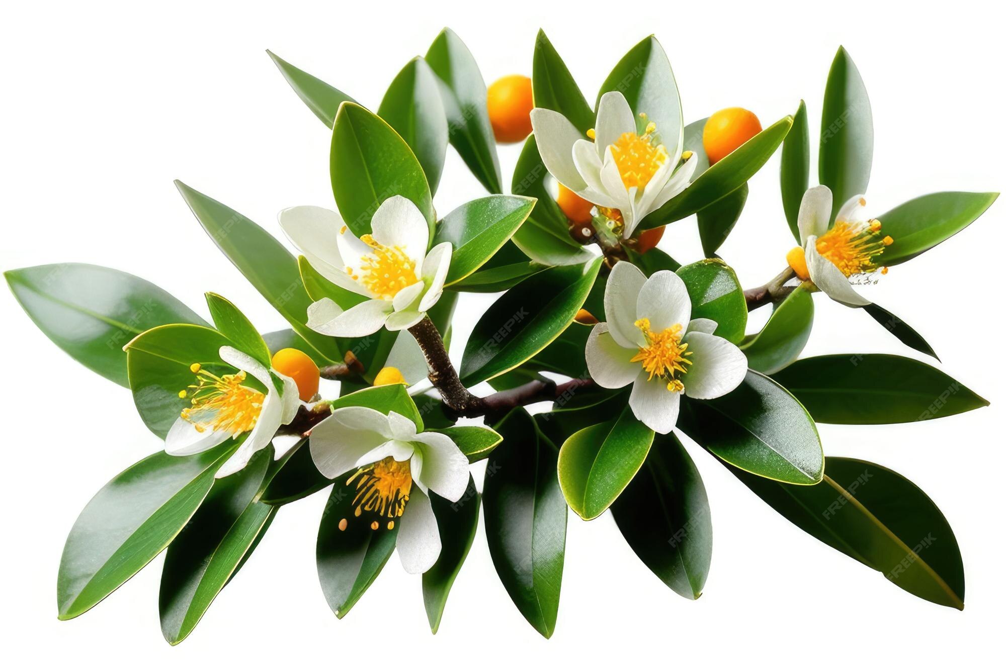 Premium AI Image A bloom of white fragrant blooming orange tree buds