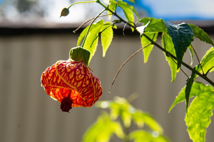 Photo bloom