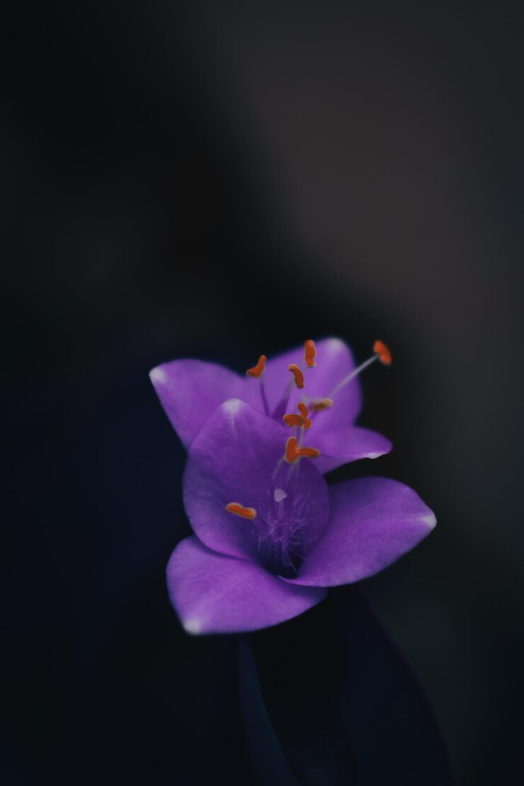 Photo bloom