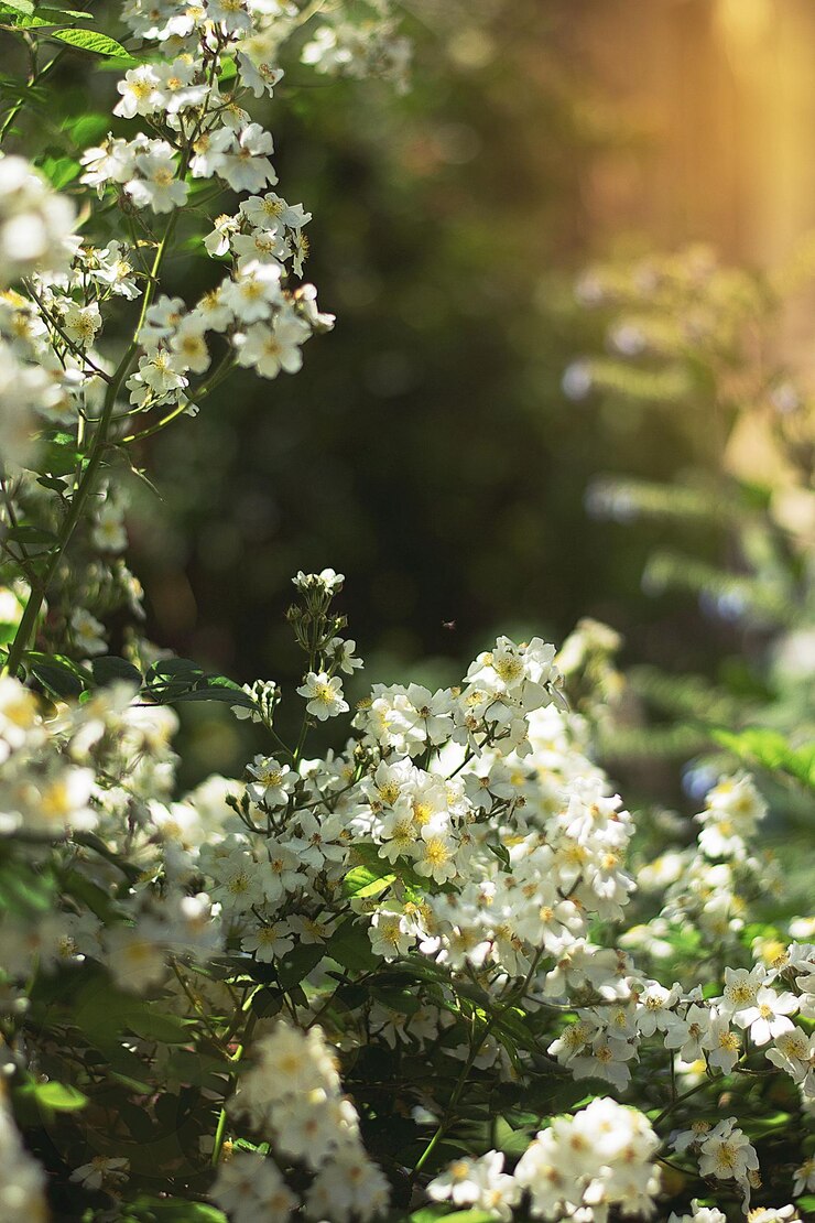 Photo bloom