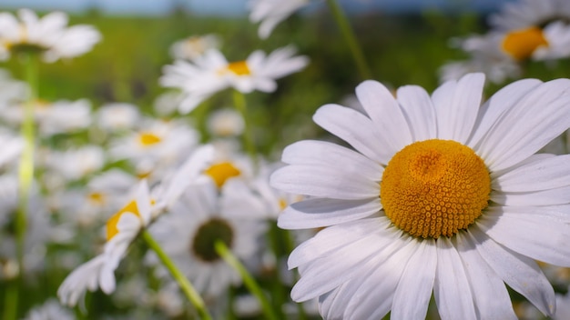 Bloomed chamomile flowers on a field